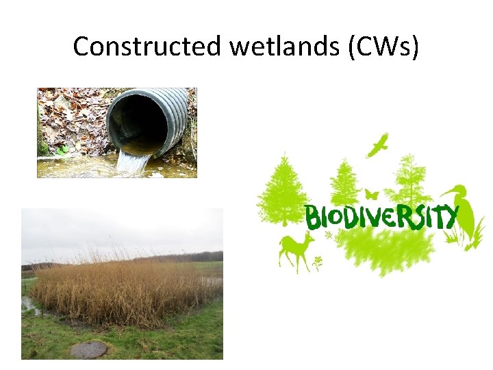 Constructed wetlands (CWs) 