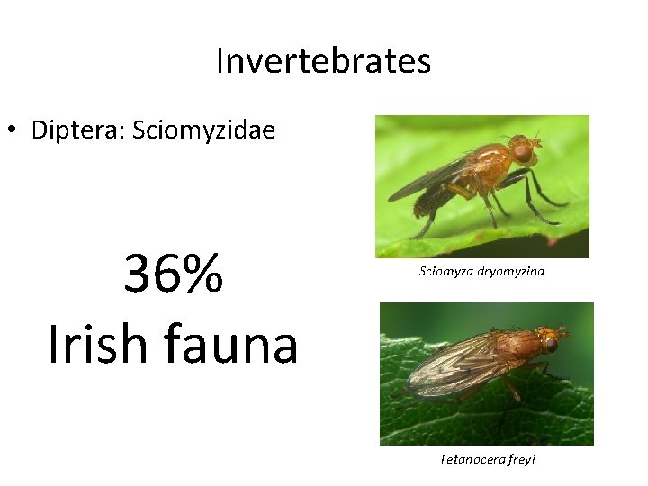 Invertebrates • Diptera: Sciomyzidae 36% Irish fauna Sciomyza dryomyzina Tetanocera freyi 