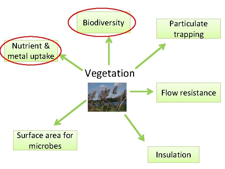 Biodiversity Particulate trapping Nutrient & metal uptake Vegetation Flow resistance Surface area for microbes