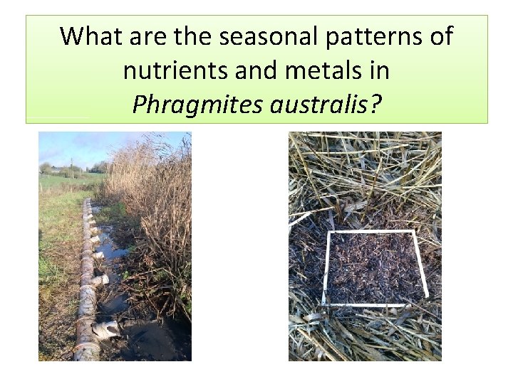 What are the seasonal patterns of nutrients and metals in Phragmites australis? 