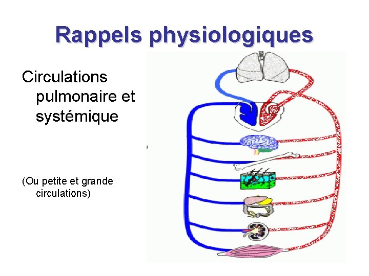 Rappels physiologiques Circulations pulmonaire et systémique (Ou petite et grande circulations) Rappels physiologiques Circulations pulmonaire et systémique (Ou petite et grande circulations)