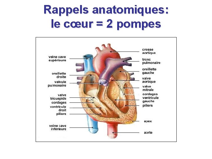 Rappels anatomiques: le cœur = 2 pompes Rappels anatomiques: le cœur = 2 pompes
