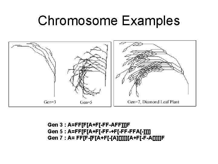 Chromosome Examples Gen 3 : A=FF[F[A+F[-FF-AFF]]]F Gen 5 : A=FF[F[A+F[-FF-FFA[-]]]] Gen 7 : A=