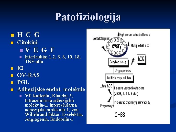 Patofiziologija n H C G n Citokini n n n V E G F