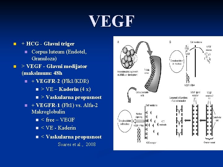 VEGF n n + HCG - Glavni triger n Corpus luteum (Endotel, Granuloza) >