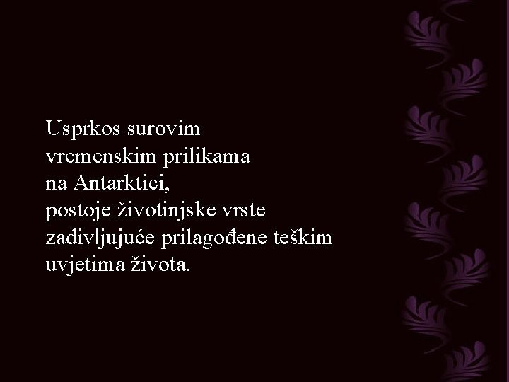 Usprkos surovim vremenskim prilikama na Antarktici, postoje životinjske vrste zadivljujuće prilagođene teškim uvjetima života.