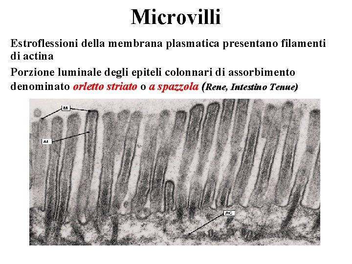 Microvilli Estroflessioni della membrana plasmatica presentano filamenti di actina Porzione luminale degli epiteli colonnari