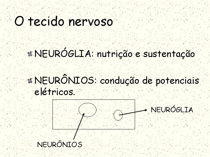 O tecido nervoso NEURÓGLIA: nutrição e sustentação NEURÔNIOS: condução de potenciais elétricos. NEURÓGLIA NEURÔNIOS