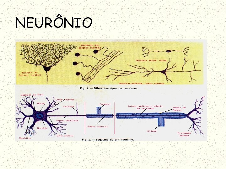 NEURÔNIO 