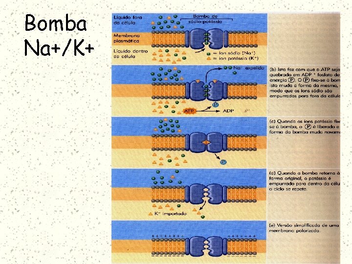 Bomba Na+/K+ 