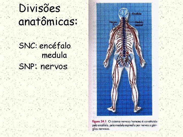 Divisões anatômicas: SNC: encéfalo medula SNP: nervos 