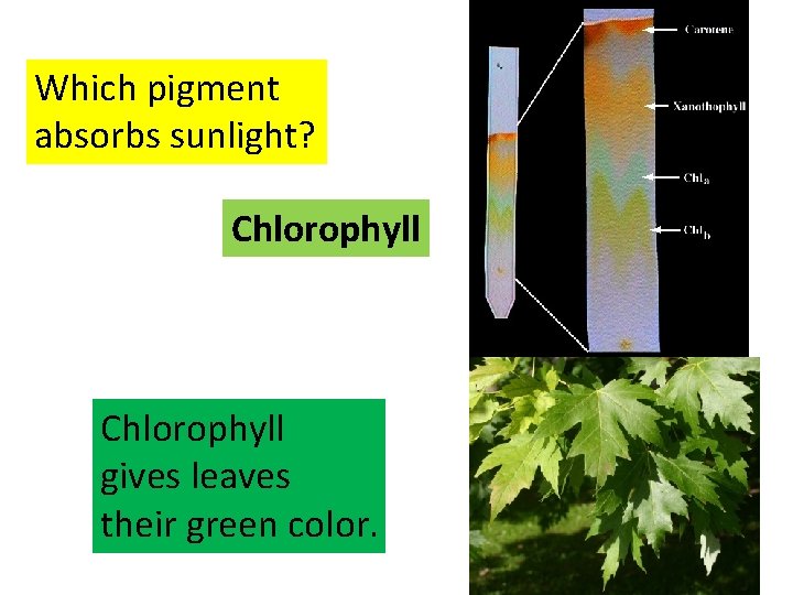 Which pigment absorbs sunlight? Chlorophyll gives leaves their green color. Which pigment absorbs sunlight? Chlorophyll gives leaves their green color.