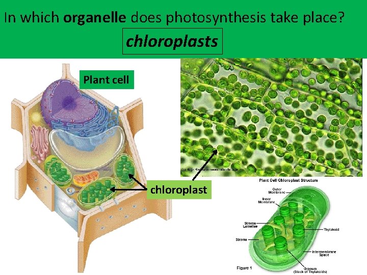 In which organelle does photosynthesis take place? chloroplasts Plant cell chloroplast In which organelle does photosynthesis take place? chloroplasts Plant cell chloroplast