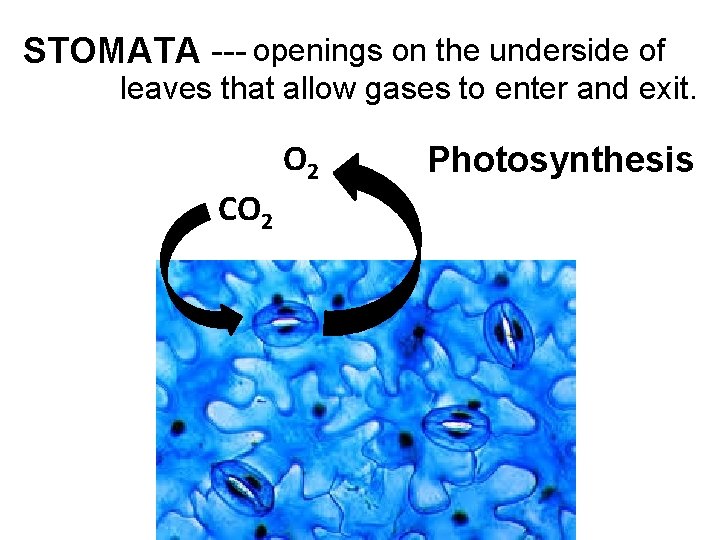STOMATA --- openings on the underside of leaves that allow gases to enter and STOMATA --- openings on the underside of leaves that allow gases to enter and