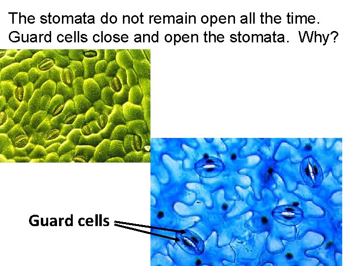 The stomata do not remain open all the time. Guard cells close and open The stomata do not remain open all the time. Guard cells close and open