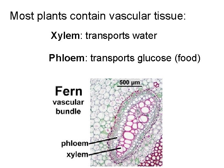 Most plants contain vascular tissue: Xylem: transports water Phloem: transports glucose (food) Most plants contain vascular tissue: Xylem: transports water Phloem: transports glucose (food)