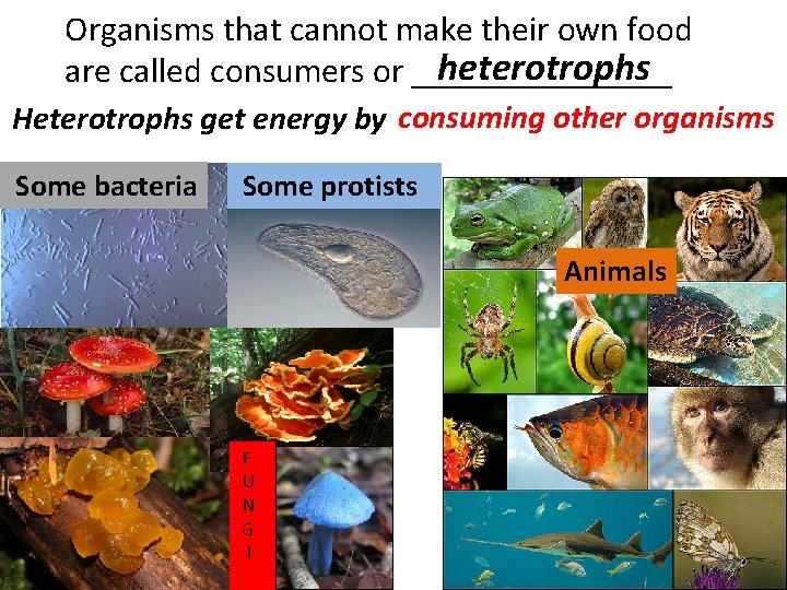 Organisms that cannot make their own food heterotrophs are called consumers or ________ Heterotrophs Organisms that cannot make their own food heterotrophs are called consumers or ________ Heterotrophs