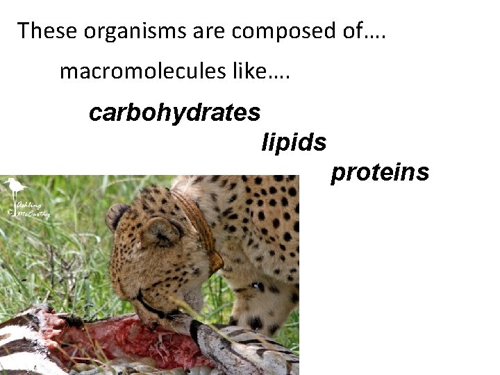 These organisms are composed of…. macromolecules like…. carbohydrates lipids proteins These organisms are composed of…. macromolecules like…. carbohydrates lipids proteins