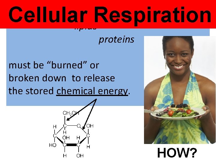 Cellular Respiration lipids carbohydrates proteins must be “burned” or broken down to release the Cellular Respiration lipids carbohydrates proteins must be “burned” or broken down to release the