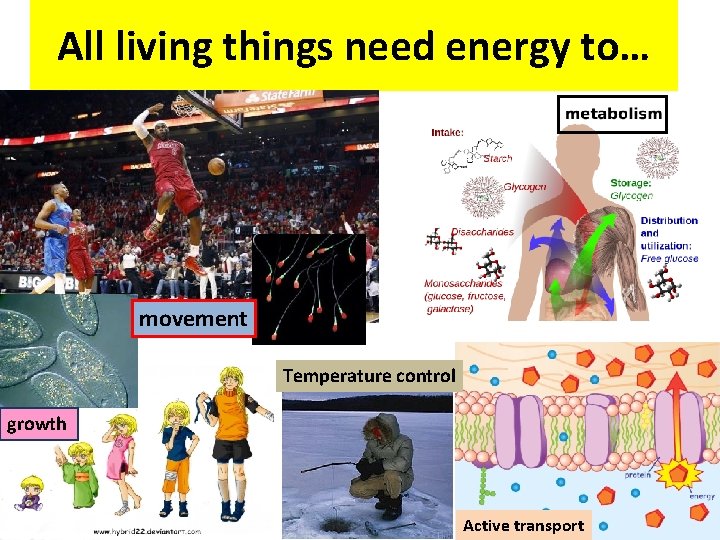 All living things need energy to… movement Temperature control growth Active transport All living things need energy to… movement Temperature control growth Active transport
