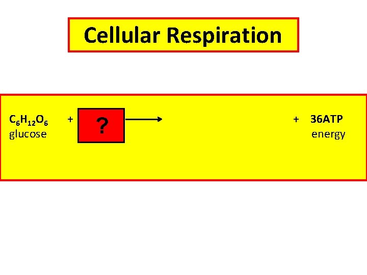 Cellular Respiration C 6 H 12 O 6 glucose + 6 O 2 oxygen Cellular Respiration C 6 H 12 O 6 glucose + 6 O 2 oxygen