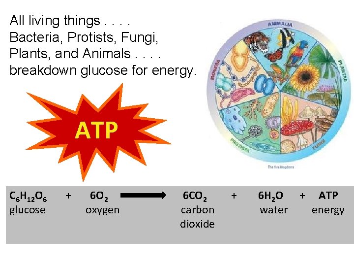 All living things. . Bacteria, Protists, Fungi, Plants, and Animals. . breakdown glucose for All living things. . Bacteria, Protists, Fungi, Plants, and Animals. . breakdown glucose for