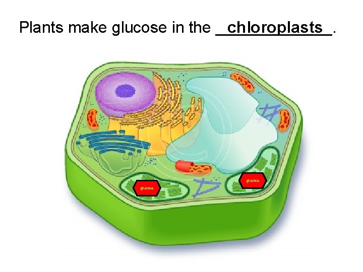 chloroplasts Plants make glucose in the _______. glucose chloroplasts Plants make glucose in the _______. glucose