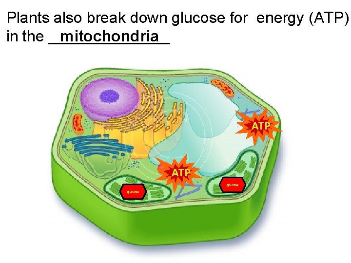 Plants also break down glucose for energy (ATP) in the _______ mitochondria ATP glucose Plants also break down glucose for energy (ATP) in the _______ mitochondria ATP glucose