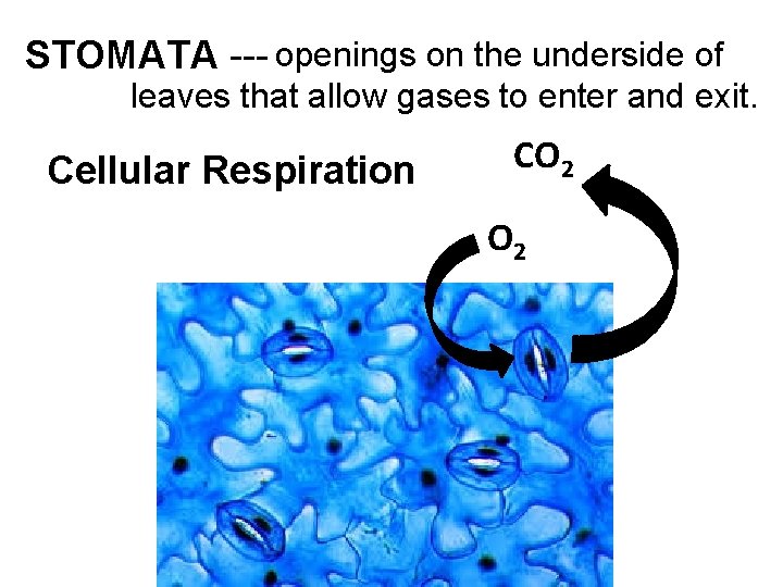 STOMATA --- openings on the underside of leaves that allow gases to enter and STOMATA --- openings on the underside of leaves that allow gases to enter and