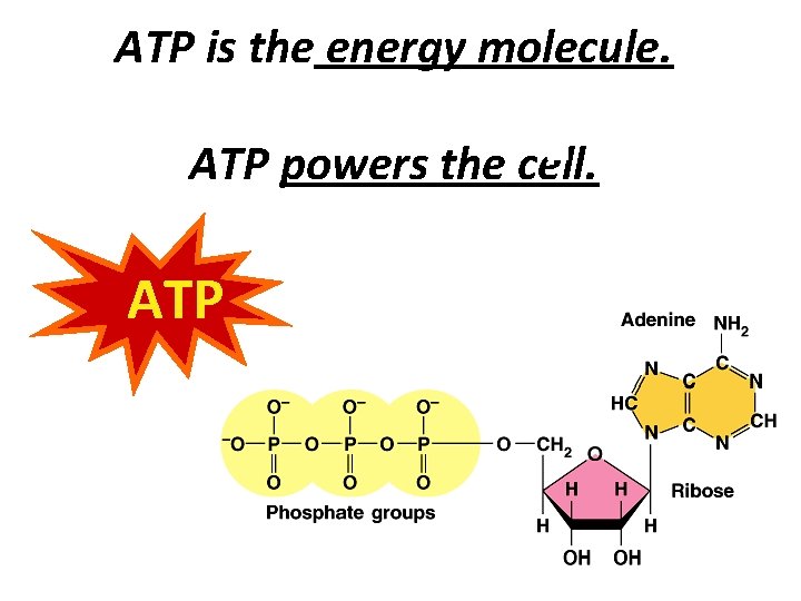 ATP is the energy molecule. ATP powers the cell. ATP ATP is the energy molecule. ATP powers the cell. ATP