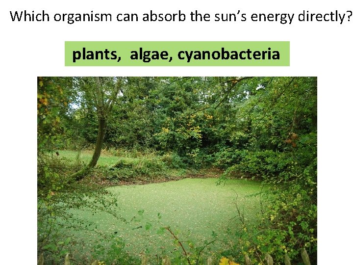 Which organism can absorb the sun’s energy directly? plants, algae, cyanobacteria Which organism can absorb the sun’s energy directly? plants, algae, cyanobacteria