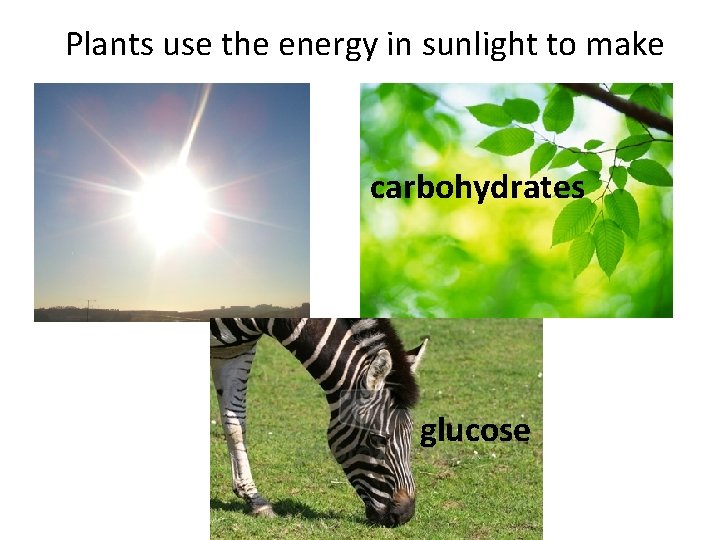 Plants use the energy in sunlight to make carbohydrates glucose Plants use the energy in sunlight to make carbohydrates glucose