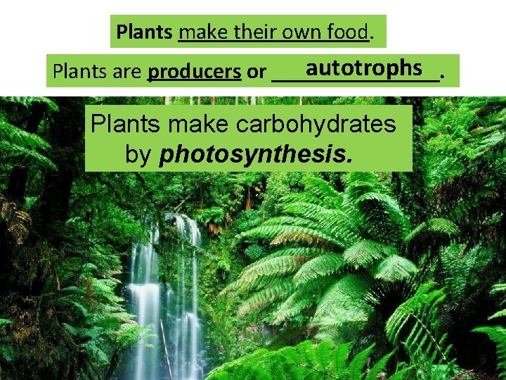 Plants make their own food. autotrophs Plants are producers or ________. Bymake what process? Plants make their own food. autotrophs Plants are producers or ________. Bymake what process?