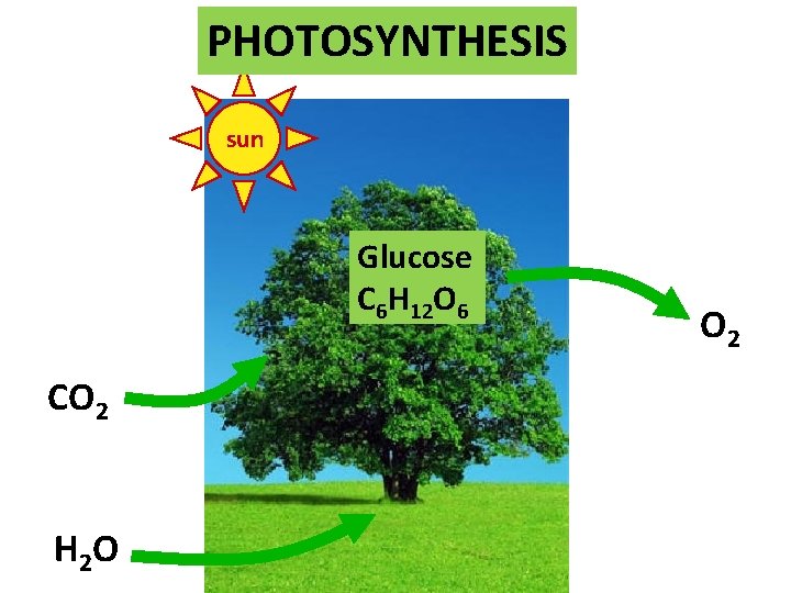 PHOTOSYNTHESIS sun Glucose C 6 H 12 O 6 CO 2 H 2 O PHOTOSYNTHESIS sun Glucose C 6 H 12 O 6 CO 2 H 2 O