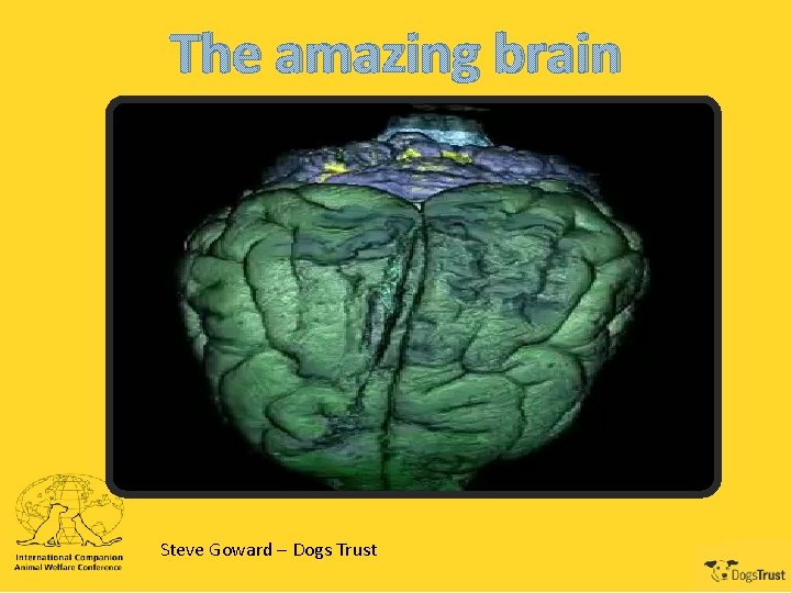 The amazing brain Steve Goward – Dogs Trust 