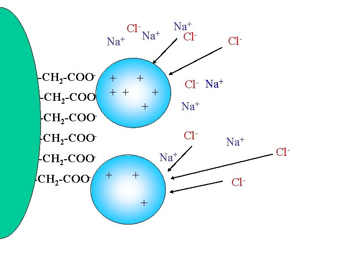 Cl. Na+ R-CH 2 -COOR-CH 2 -COO- Na+ Cl- + + + Cl- Na+