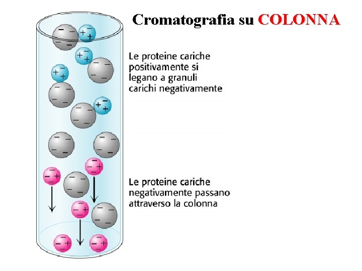 Cromatografia su COLONNA 
