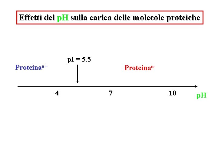 Effetti del p. H sulla carica delle molecole proteiche p. I = 5. 5