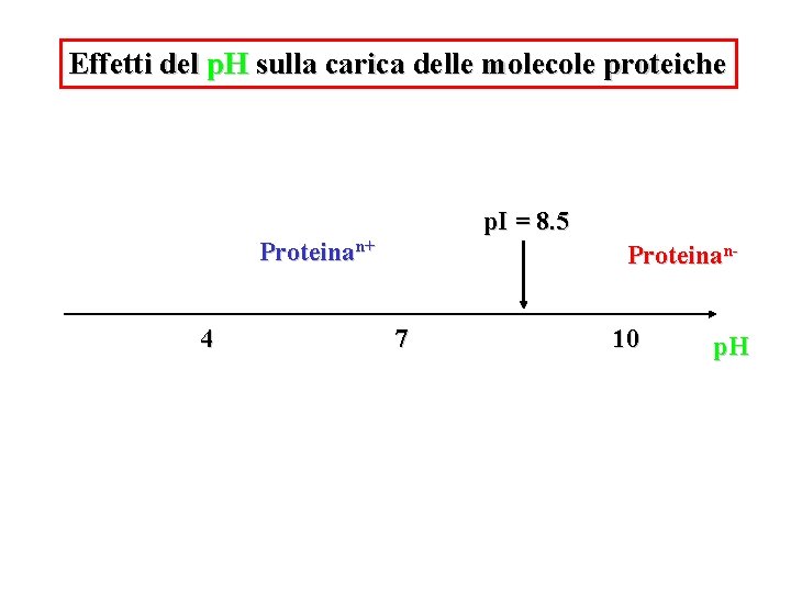 Effetti del p. H sulla carica delle molecole proteiche p. I = 8. 5