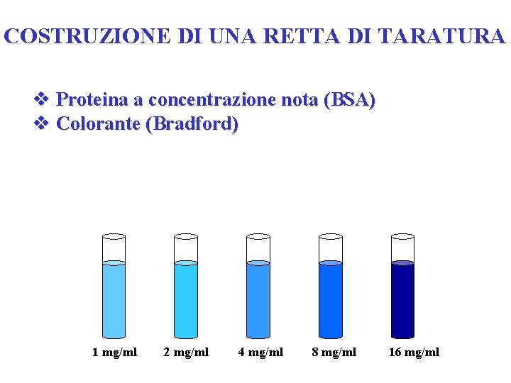 COSTRUZIONE DI UNA RETTA DI TARATURA v Proteina a concentrazione nota (BSA) v Colorante