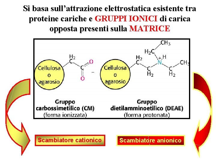 Si basa sull’attrazione elettrostatica esistente tra proteine cariche e GRUPPI IONICI di carica opposta