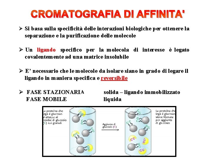 Ø Si basa sulla specificità delle interazioni biologiche per ottenere la separazione e la