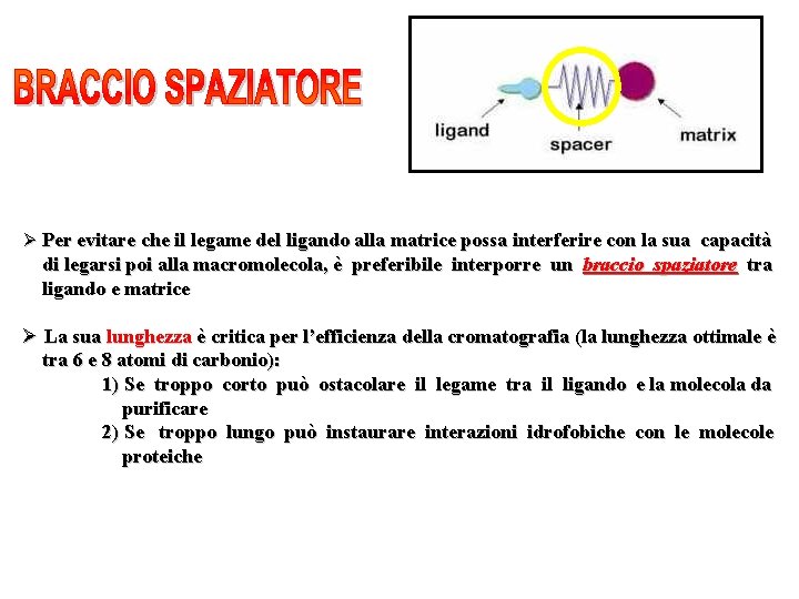 Ø Per evitare che il legame del ligando alla matrice possa interferire con la