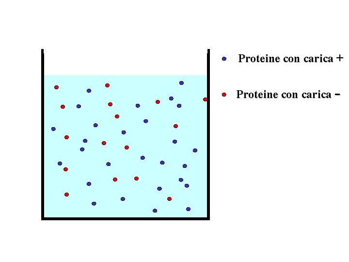Proteine con carica + Proteine con carica - 