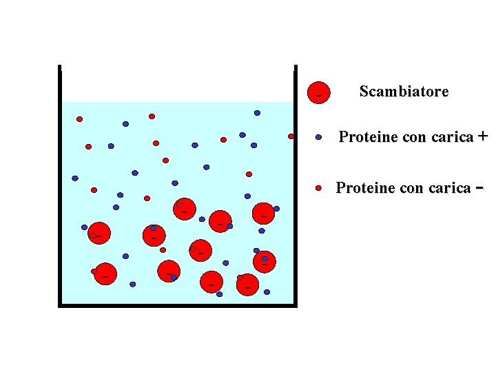 - Scambiatore Proteine con carica + Proteine con carica - - - 