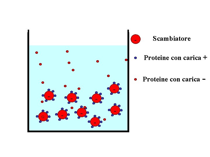 - Scambiatore Proteine con carica + Proteine con carica - - - 
