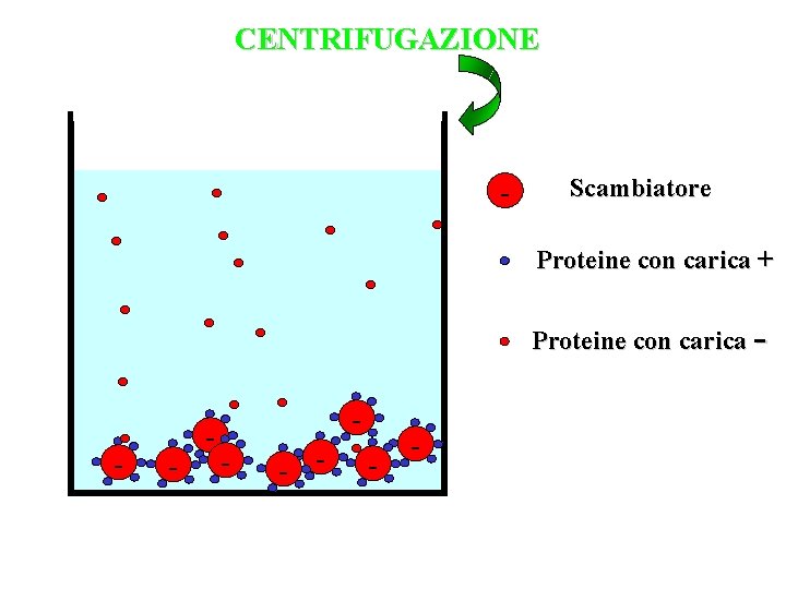 CENTRIFUGAZIONE - Scambiatore Proteine con carica + Proteine con carica - - - -
