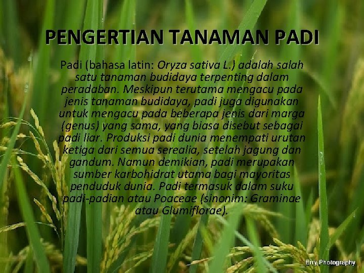PENGERTIAN TANAMAN PADI Padi (bahasa latin: Oryza sativa L. ) adalah satu tanaman budidaya