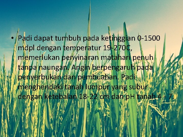  • Padi dapat tumbuh pada ketinggian 0 -1500 mdpl dengan temperatur 19 -270