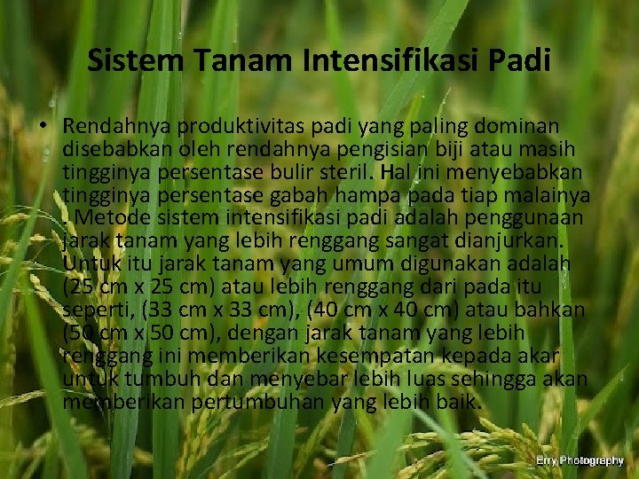 Sistem Tanam Intensifikasi Padi • Rendahnya produktivitas padi yang paling dominan disebabkan oleh rendahnya